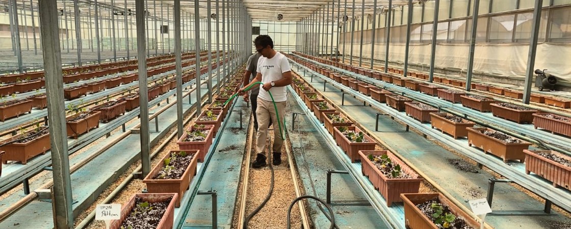 Topraksız Tarım Çalışmamız