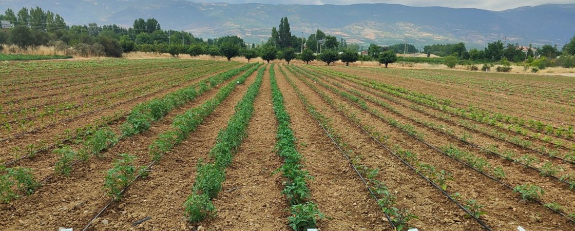 Sebze Üretimimiz Devam Ediyor