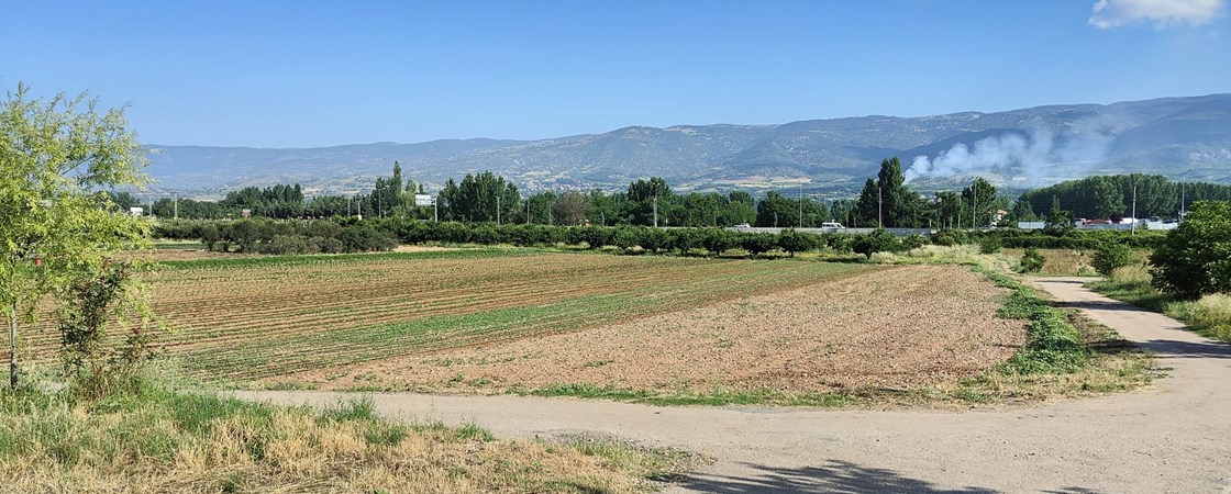 Şeker mısır, sebze ve patates çalışması